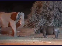 Video Of Fierce Fight Between Elephant And Rhino Goes Viral