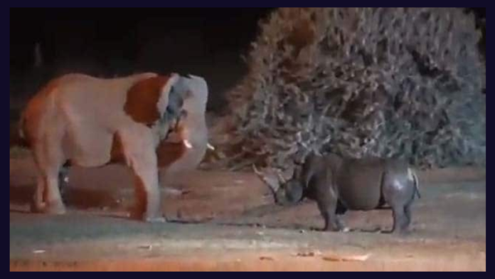 Video Of Fierce Fight Between Elephant And Rhino Goes Viral