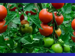 Tomato Price Hike: Tomato prices doubled due to delay in summer and rain, record hike in just one month