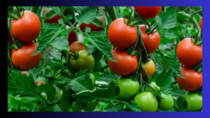 Tomato Price Hike: Tomato prices doubled due to delay in summer and rain, record hike in just one month