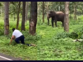 Wild elephant chases man who entered forest to take pictures. Video is viral