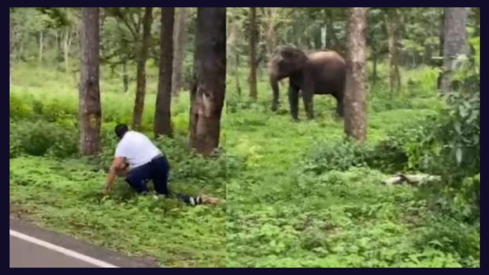 Wild elephant chases man who entered forest to take pictures. Video is viral