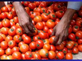 Tomato Prices : In this city of India, tomatoes were sold for only Rs 20 per kg, customers were happy after getting the offer