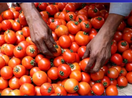 Tomato Price Reduced : Tomato became cheaper for the second time within a week, now it will be available at Rs 40 per kg