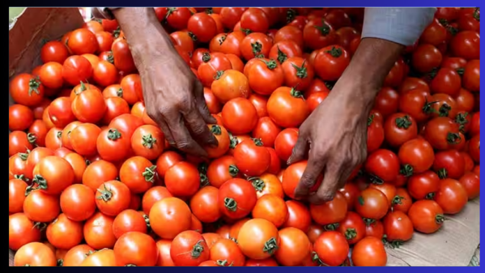 Tomato Price Reduced : Tomato became cheaper for the second time within a week, now it will be available at Rs 40 per kg