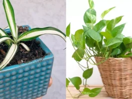 Air Pollution: If you are troubled by the problems of pollution, then plant these 5 types of plants in your home.