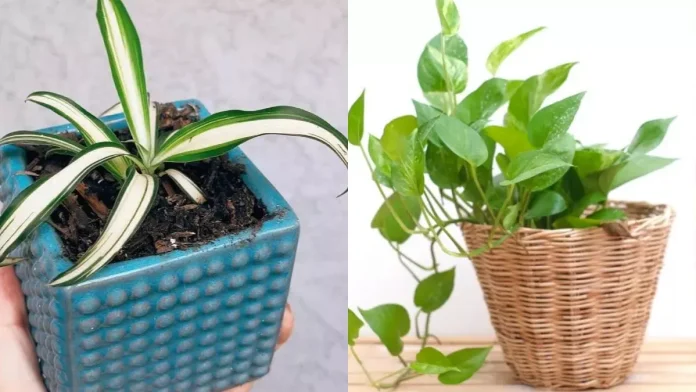 Air Pollution: If you are troubled by the problems of pollution, then plant these 5 types of plants in your home.